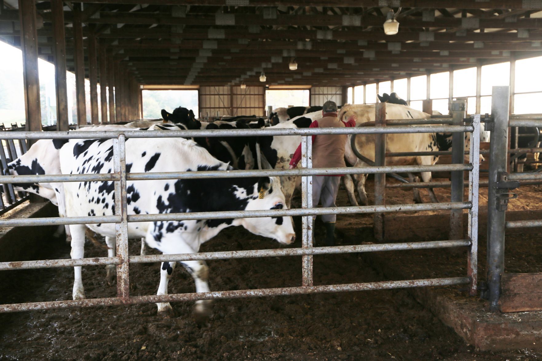 Hollister Brothers Farm